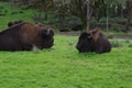 Resting Bison in Meadow Royalty Free Stock Photo