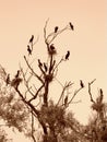 Resting black birds on tree