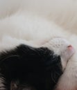 Resting black and white cat Royalty Free Stock Photo