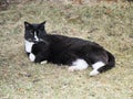 Resting Black And White Pet Cat Royalty Free Stock Photo