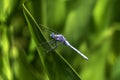 Resting blue dragonfly close-up on a blurred background