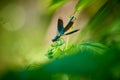 Resting blue Dragonfly on a leaf, spread wings