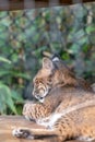 A Resting Bobcat in Captivity Royalty Free Stock Photo