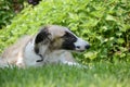 Resting Borzoi Royalty Free Stock Photo