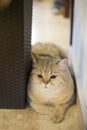 Resting British Shorthair