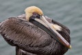 Resting brown pelican perched on wooden pier