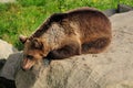 Resting Brown Bear In Ranua Zoo Finland