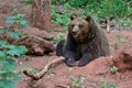 Resting Brown bear.