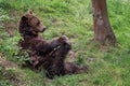 Resting brown bear Ursus arctos in the forest