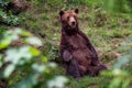 Resting brown bear Ursus arctos in the forest