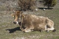 Resting brown cow on the meadow in Bulgaria