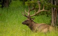 Resting Bul Elk Keeps Antlers From Tangling In Tree Branch Above Royalty Free Stock Photo