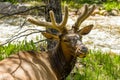 Resting Bull Elk Royalty Free Stock Photo