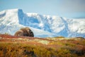 Resting Bull Musk Ox