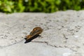 Resting on the floor next to the green grasses colorful butterfly ready to fly Royalty Free Stock Photo