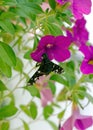 Resting on a Calibrachoa flower, a Tiger Bee Fly gets ready to feed on the nectar Royalty Free Stock Photo