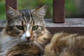 Resting calico cat