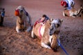 The resting camels at evening, in the Omani desert, Wahiba Sands / Sharqiya Sands, Oman Royalty Free Stock Photo