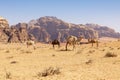 Resting camels, Wadi Rum desert, Jordan Royalty Free Stock Photo