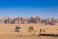 Resting camels, Wadi Rum desert, Jordan