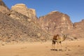 Resting camels, Wadi Rum desert, Jordan Royalty Free Stock Photo