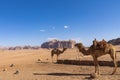 Resting camels, Wadi Rum desert, Jordan