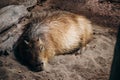 Resting capybara lying on the ground inside the Montreal Biodome exhibit Royalty Free Stock Photo