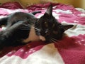 Resting cat on the cat tree bed Royalty Free Stock Photo