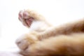 Resting cat leg and paw on white background. Red kitten paw studio photo. Domestic pet detail.