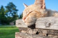 Resting cat Royalty Free Stock Photo