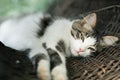 resting cat on a summer day inside a wicker basket, shallow depth of field, selective focus Royalty Free Stock Photo