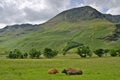 Resting cattle