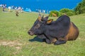 Resting Cattle