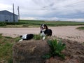 Resting Cattle dogs