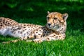 Resting Cheetah in the grass Royalty Free Stock Photo