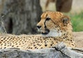 Resting cheetah Royalty Free Stock Photo