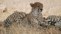 A resting cheetah looking to the right at tarangire Royalty Free Stock Photo