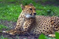 Resting cheetah in the park Royalty Free Stock Photo