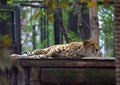 Resting cheetah in the park Royalty Free Stock Photo