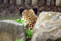 Resting cheetah in the park Royalty Free Stock Photo