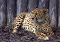 Resting cheetah in the park Royalty Free Stock Photo