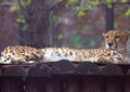 Resting cheetah in the park Royalty Free Stock Photo