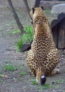 Resting cheetah in the park Royalty Free Stock Photo