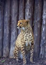 Resting cheetah in the park Royalty Free Stock Photo