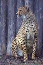 Resting cheetah in the park Royalty Free Stock Photo