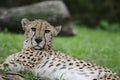 Resting cheetah 6