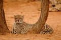 Resting Cheetah in tree Royalty Free Stock Photo