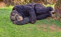 Resting chimpanzee Royalty Free Stock Photo