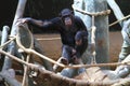 Resting Chimpanzee Portrait