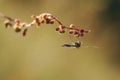 Resting Chironomidae mosquito Royalty Free Stock Photo